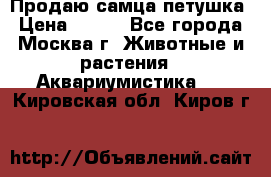 Продаю самца петушка › Цена ­ 700 - Все города, Москва г. Животные и растения » Аквариумистика   . Кировская обл.,Киров г.